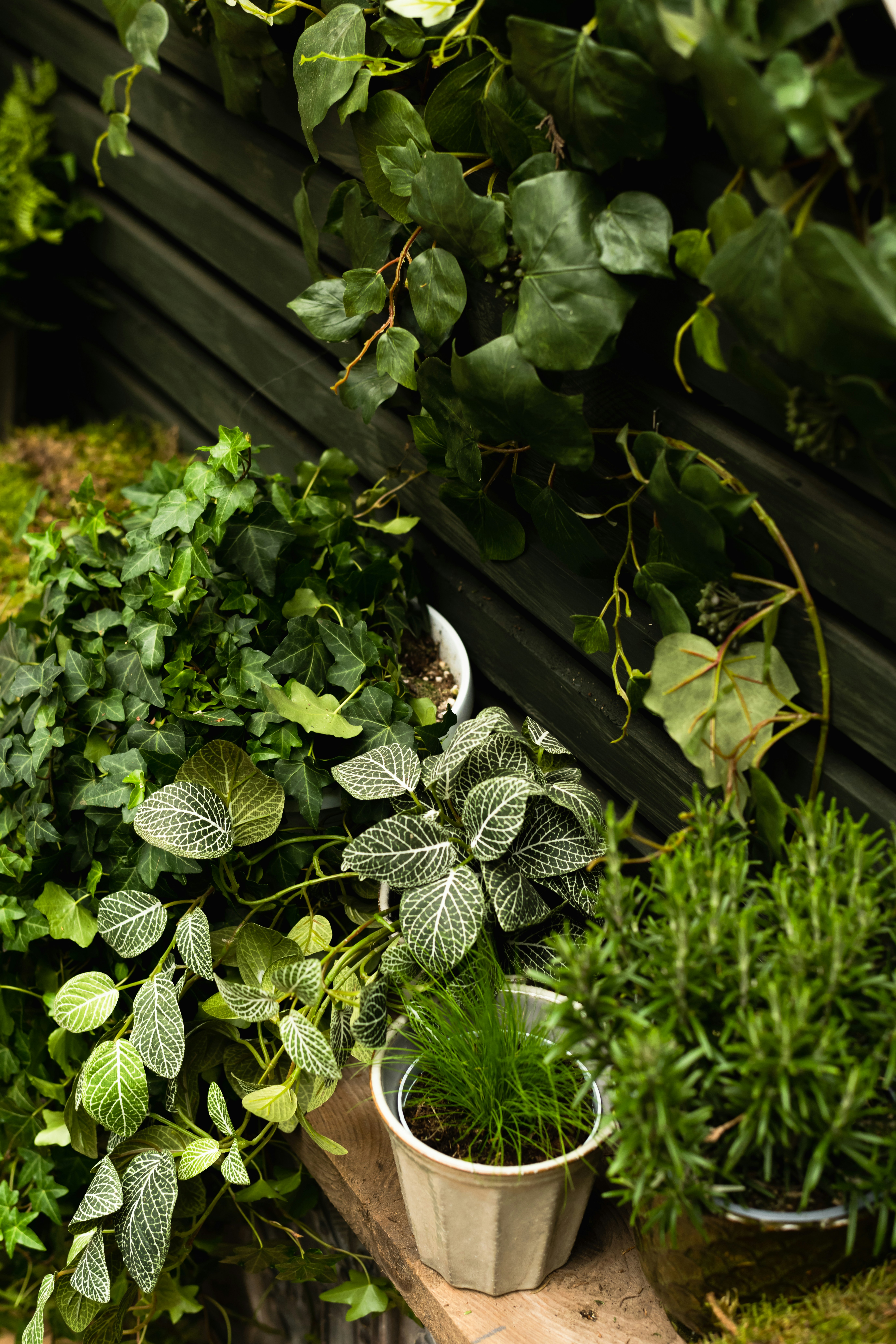 Sterling Tiger Valley Potted indoor plants with green leaves and vines arranged on a wooden shelf against a dark wall.